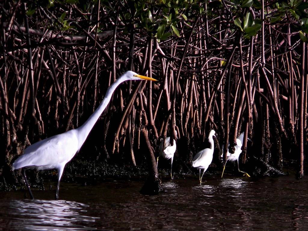Great & Snowy Egrets Hunting by bob in swamp is licensed under CC BY 2.0.